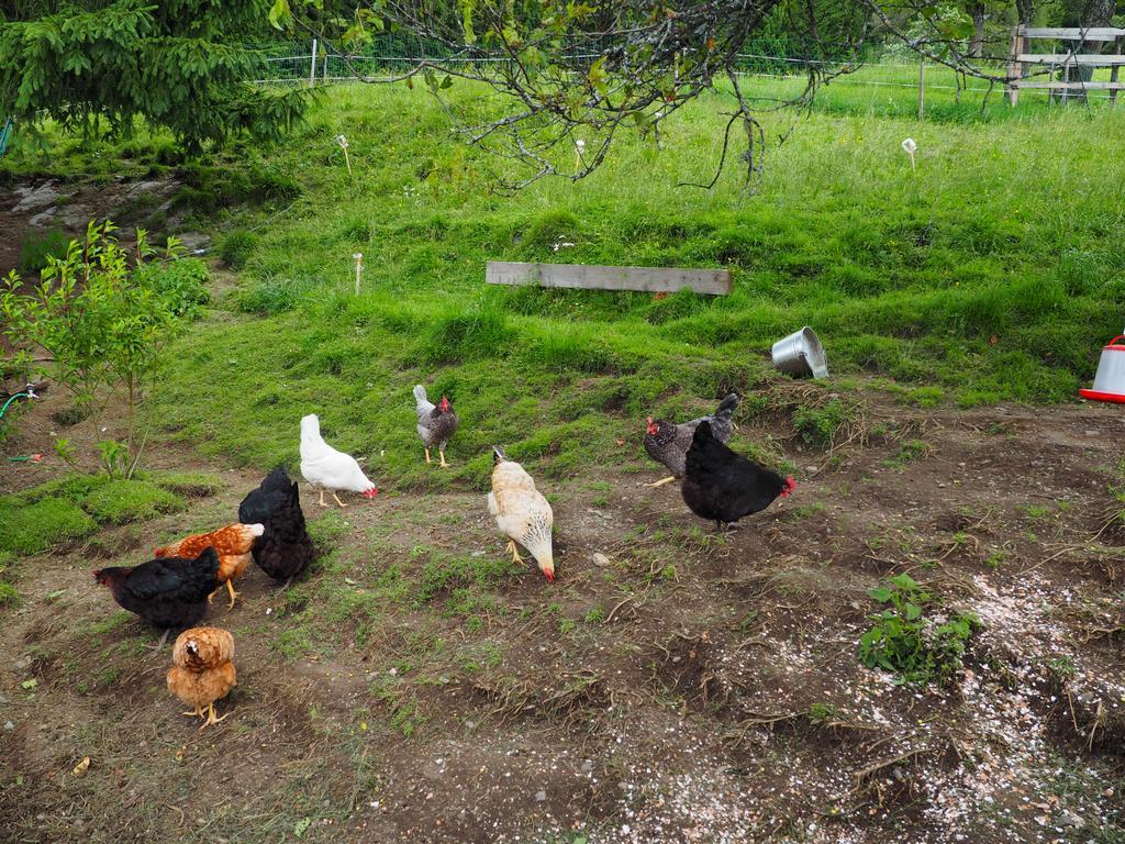 Farm stay Biohof Stockreiter Vulgo Grillschmied *